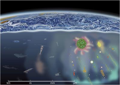 Phytoplankton Orientation in a Turbulent Ocean: A Microscale Perspective